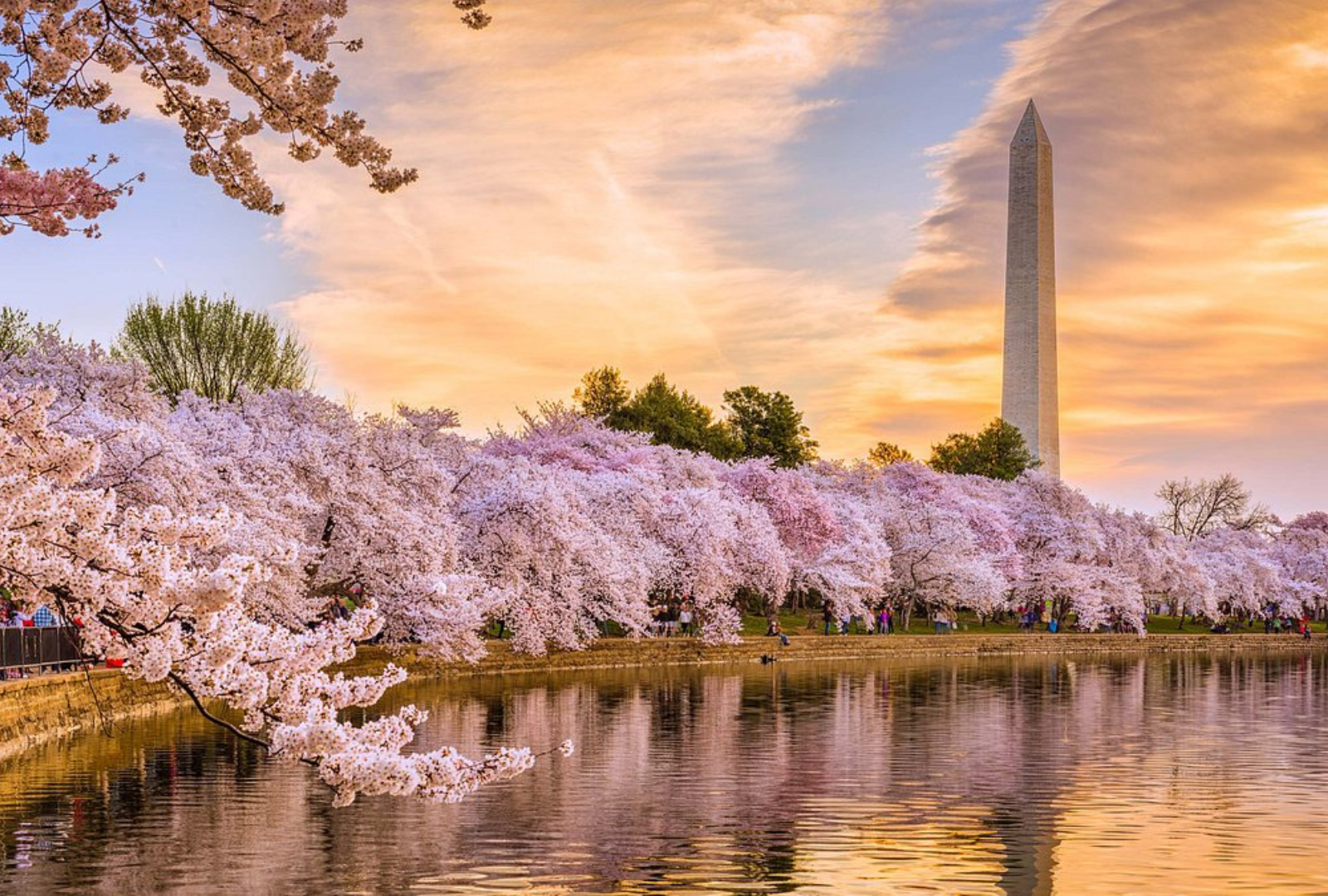Cherry blossoms with the Washington Monument in the background in Washington, D.C.
